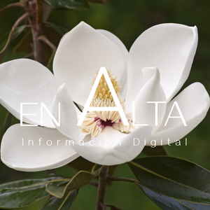 Magnolia