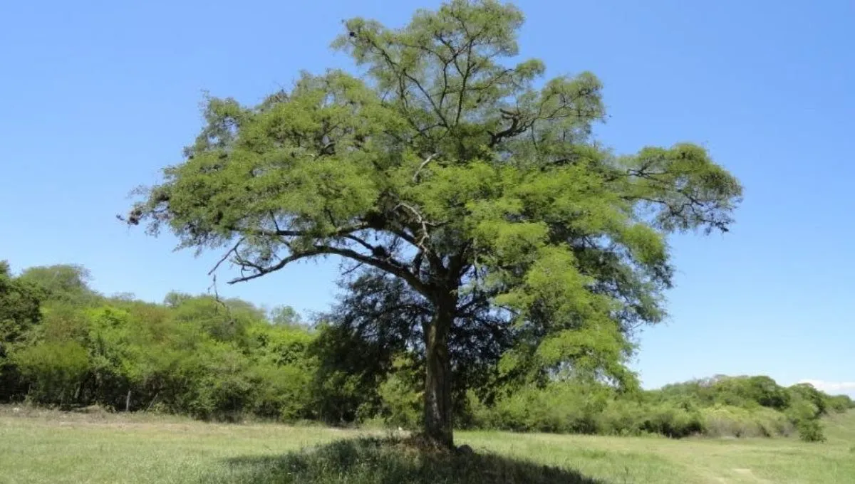 arbol_20250625_211526_0000jpg