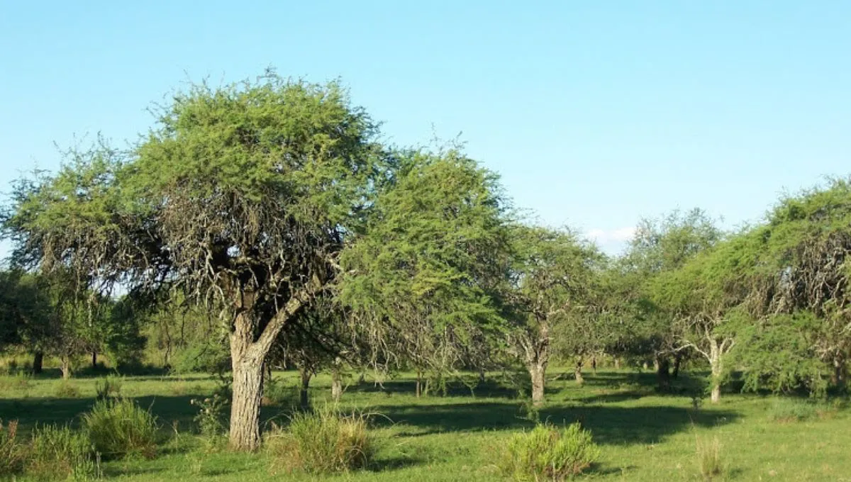 arbol_20250625_211552_0000jpg